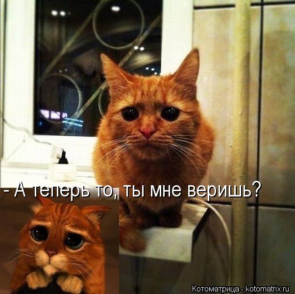 - А теперь то, ты мне веришь?... Котоматрица: - А теперь то, ты мне веришь?