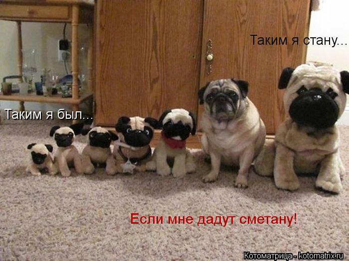 Котоматрица: Таким я был... Таким я стану... Если мне дадут сметану!