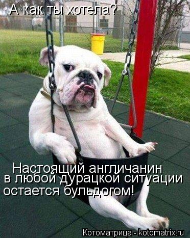 Котоматрица: А как ты хотела?  Настоящий англичанин  в любой дурацкой ситуации  остается бульдогом!