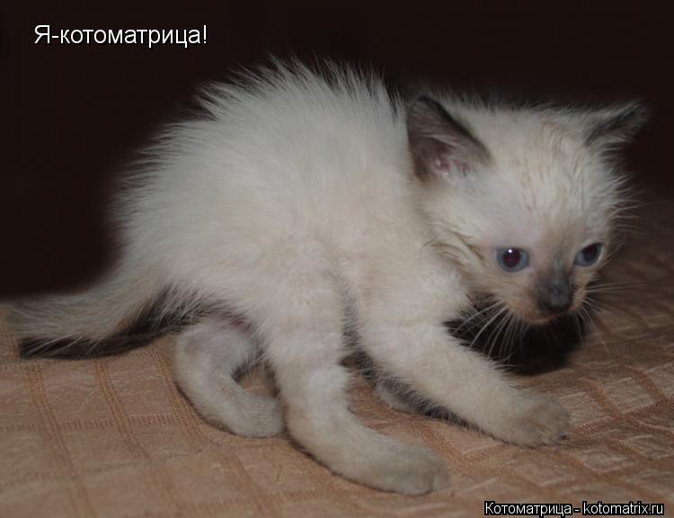 Котоматрица: Я-котоматрица!