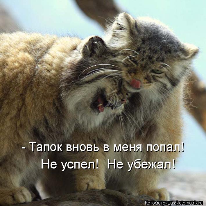 Котоматрица: Не успел!  Не убежал! - Тапок вновь в меня попал!