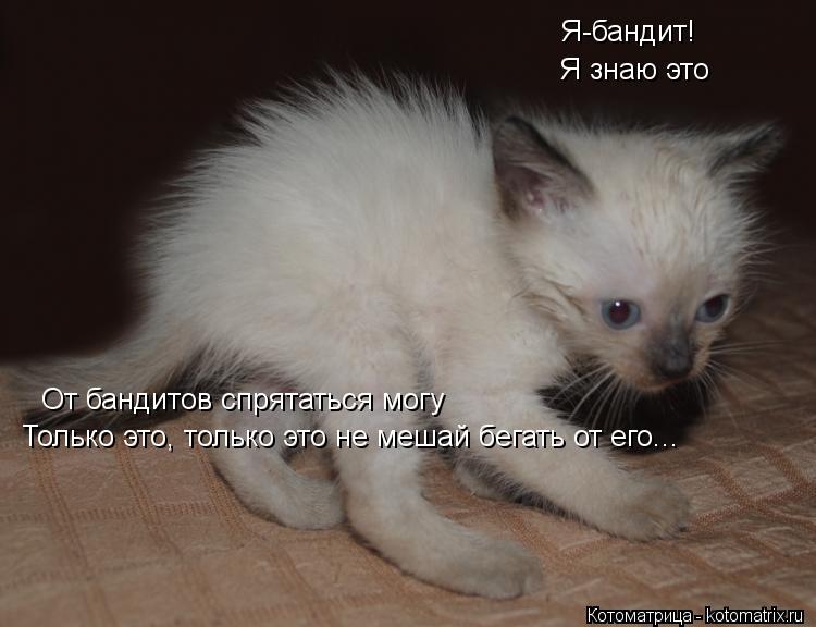Котоматрица: Я-бандит! Я знаю это От бандитов спрятаться могу Только это, только это не мешай бегать от его...