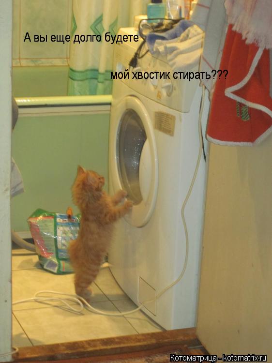 Котоматрица: А вы еще долго будете        А вы еще долго будете       мой хвостик стирать???      мой хвостик стирать???