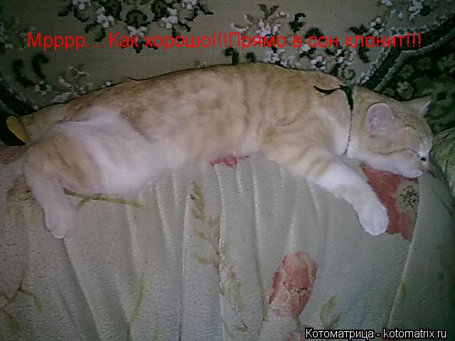 Котоматрица: Мрррр....Как хорошо!!!Прямо в сон клонит!!!