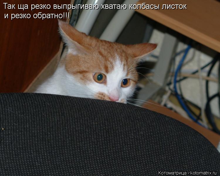 Котоматрица: Так ща резко выпрыгиваю хватаю колбасы листок и резко обратно!!!