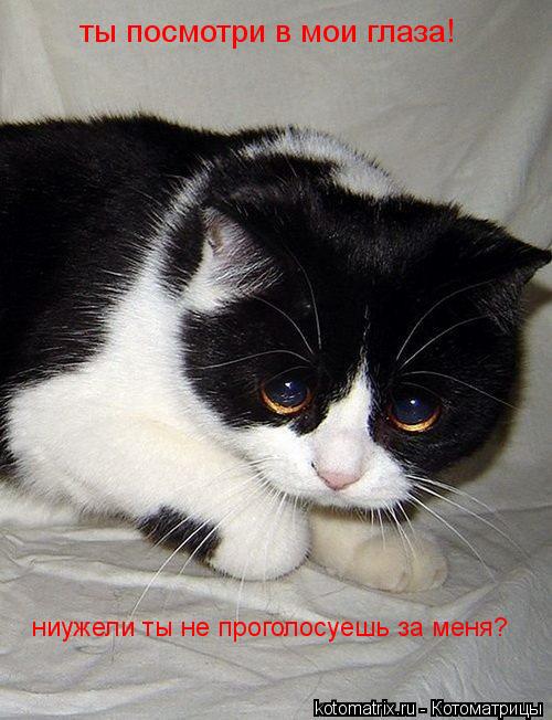 Котоматрица: ты посмотри в мои глаза! ниужели ты не проголосуешь за меня?