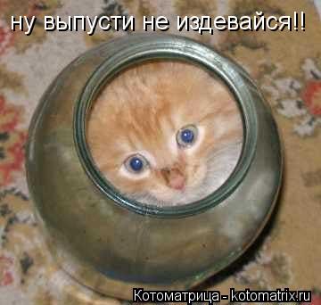 Котоматрица: ну выпусти не издевайся!!