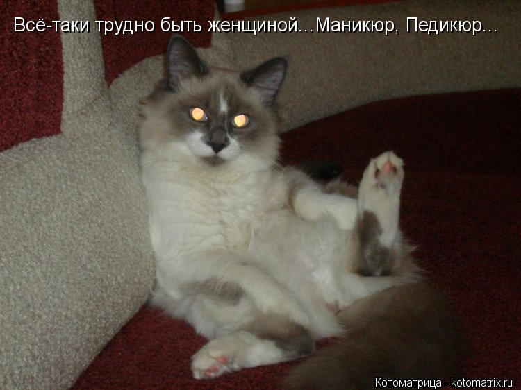 Котоматрица: Всё-таки трудно быть женщиной...Маникюр, Педикюр...