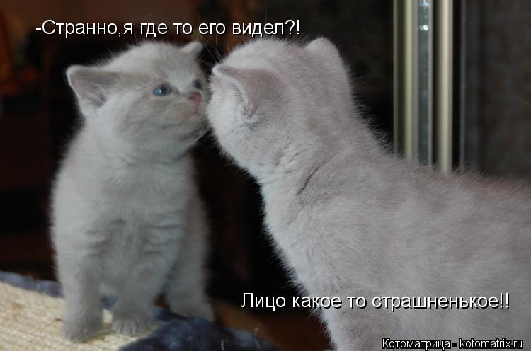 Котоматрица: -Странно,я где то его видел?! Лицо какое то страшненькое!!
