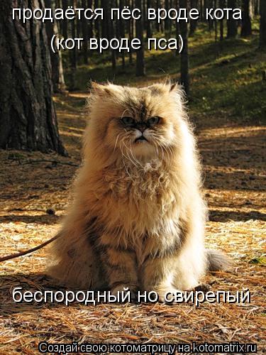 Котоматрица: продаётся пёс вроде кота  беспородный но свирепый (кот вроде пса)