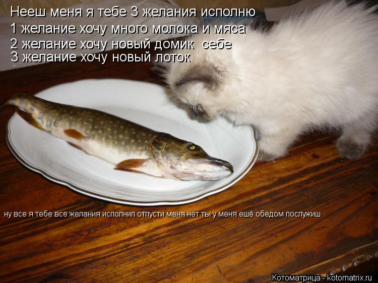 Котоматрица: Нееш меня я тебе 3 желания исполню 1 желание хочу много молока и мяса 2 желание хочу новый домик  себе 3 желание хочу новый лоток ну все я тебе 