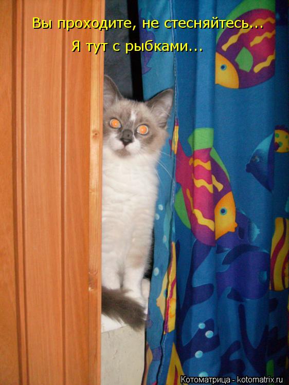 Котоматрица: Вы проходите, не стесняйтесь... Я тут с рыбками...