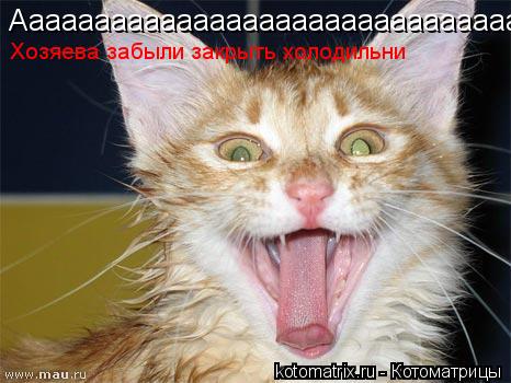 Котоматрица: Аааааааааааааааааааааааааааааааааааааааааааа Хозяева забыли закрыть холодильни
