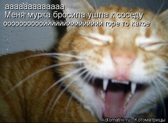 Котоматрица: ааааааааааааа Меня мурка бросила ушла к соседу ооооооооооййййййййййййййй горе то какое
