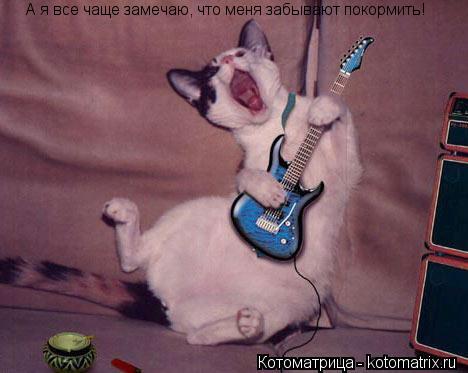 Котоматрица: А я все чаще замечаю, что меня забывают покормить! А я все чаще замечаю, что меня забывают покормить!