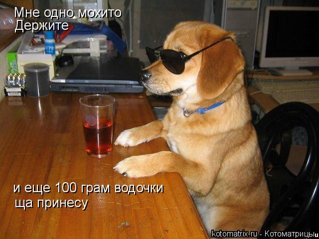 Котоматрица: Мне одно мохито  Держите  и еще 100 грам водочки  ща принесу ща принесу