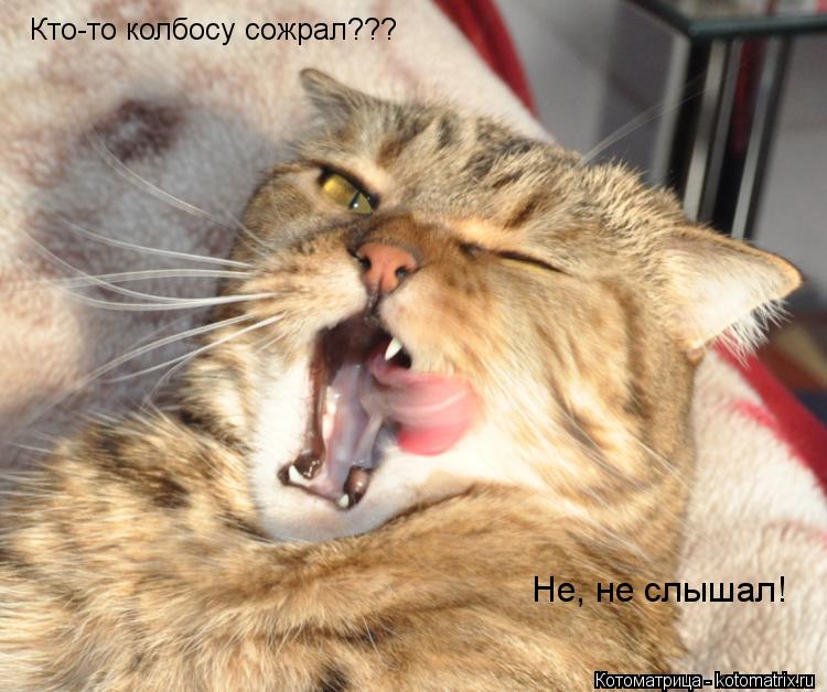 Котоматрица: Кто-то колбосу сожрал??? Не, не слышал!