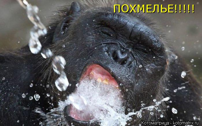 Котоматрица: ПОХМЕЛЬЕ!!!!!