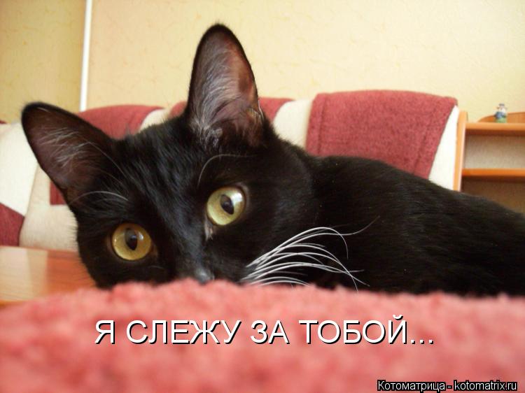 Котоматрица: Я СЛЕЖУ ЗА ТОБОЙ...