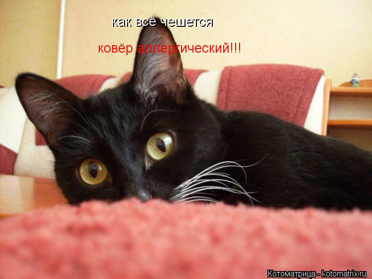 Котоматрица: как всё чешется ковёр аллергический!!!