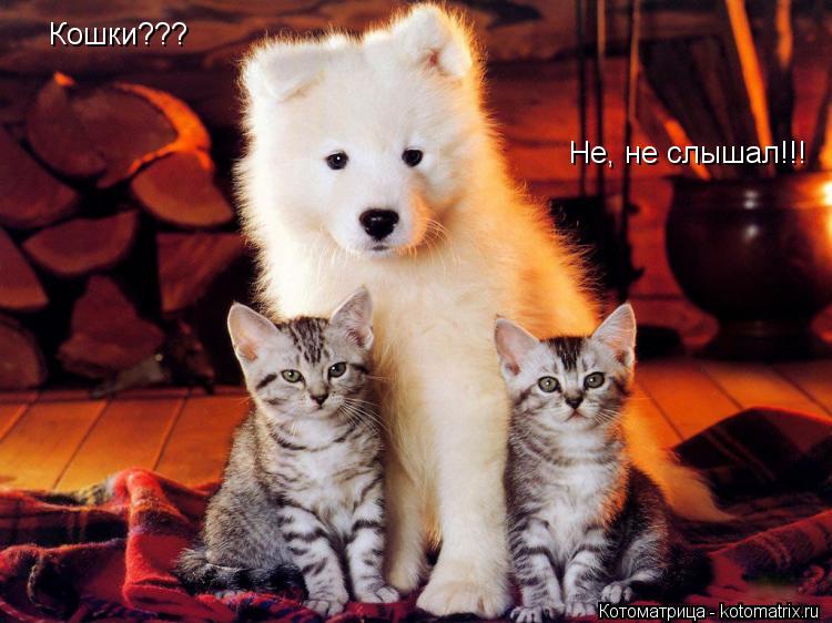 Котоматрица: Кошки??? Не, не слышал!!!