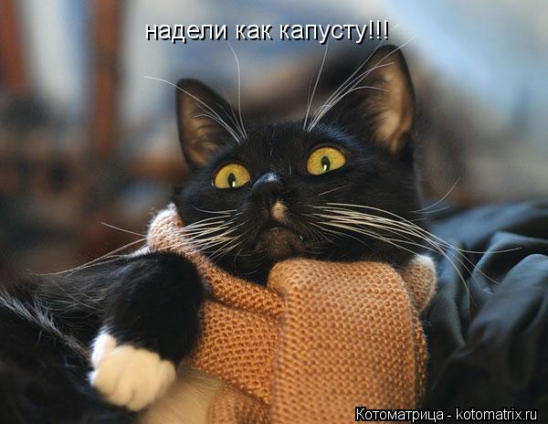 Котоматрица: надели как капусту!!!