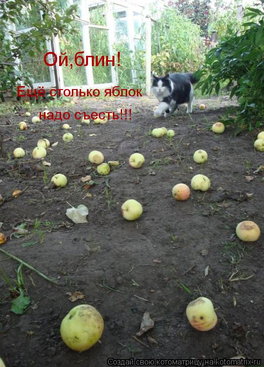 Котоматрица: Ой,блин! Ещё столько яблок надо съесть!!!