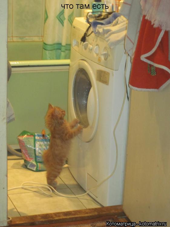 Котоматрица: что там есть