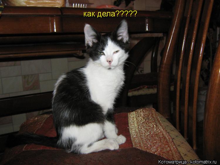 Котоматрица: как дела?????