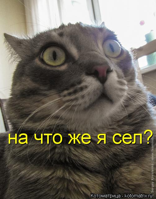 Котоматрица: на что же я сел?