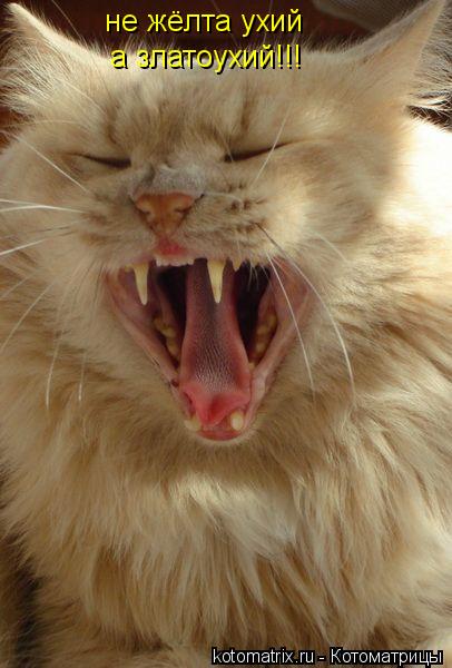 Котоматрица: не жёлта ухий а златоухий!!!