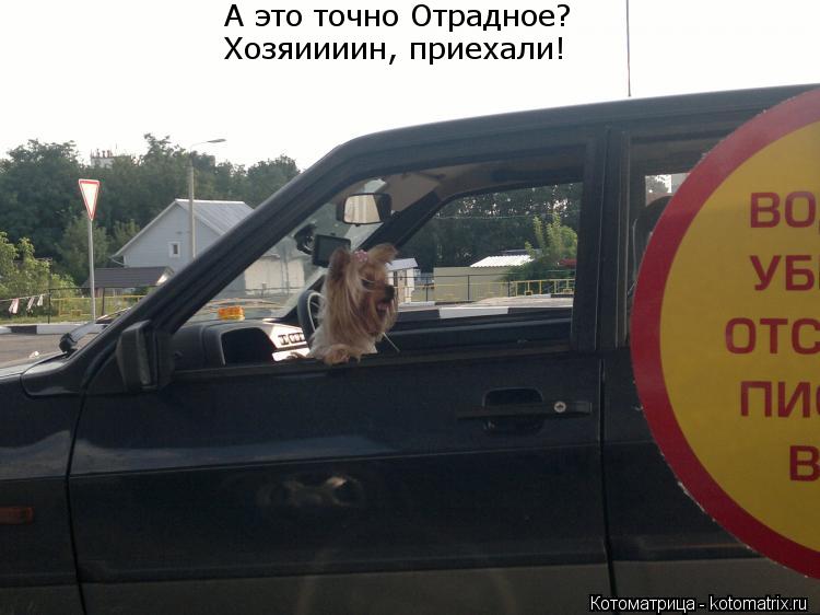 Котоматрица: А это точно Отрадное? Хозяиииин, приехали!