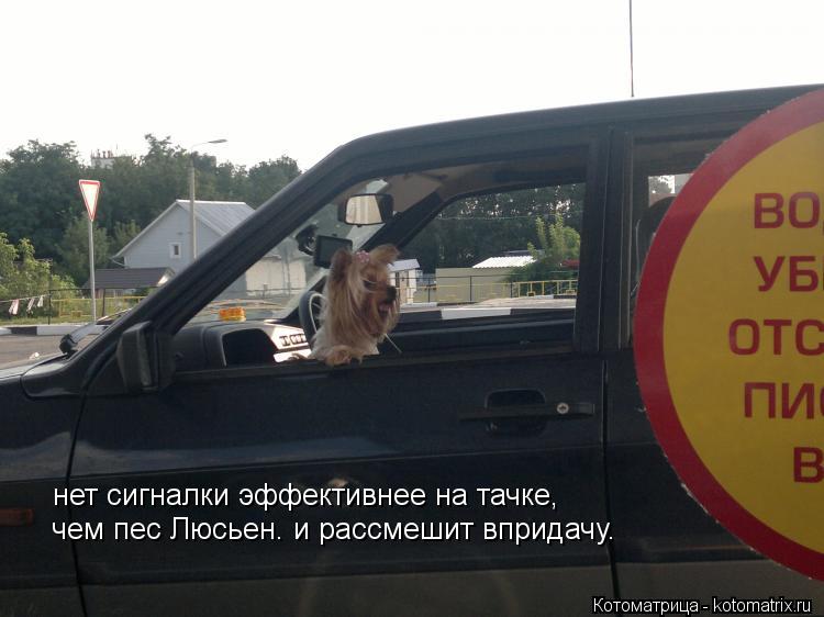 Котоматрица: нет сигналки эффективнее на тачке,  чем пес Люсьен. и рассмешит впридачу.