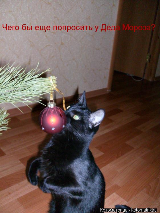 Котоматрица: Чего бы еще попросить у Деда Мороза?