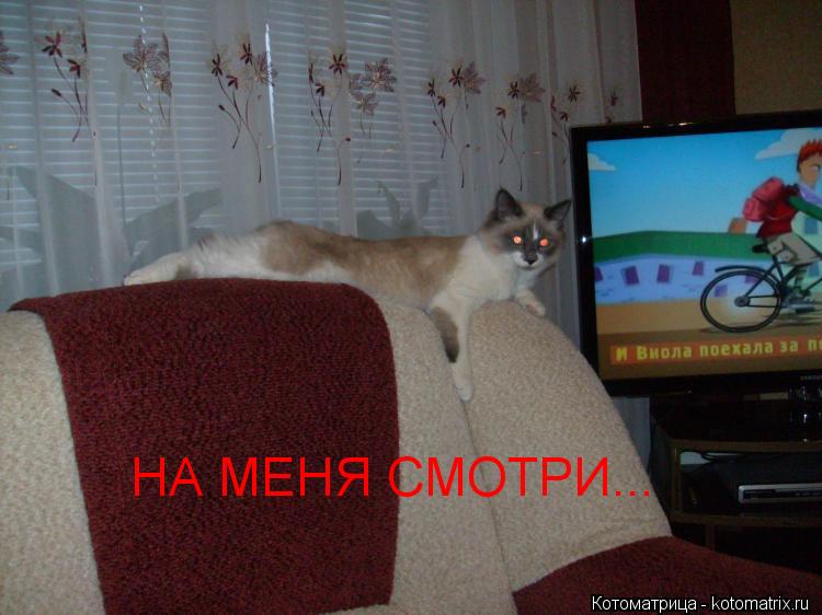 Котоматрица: НА МЕНЯ СМОТРИ...