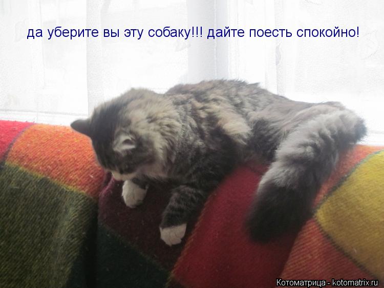 Котоматрица: да уберите вы эту собаку!!! дайте поесть спокойно!