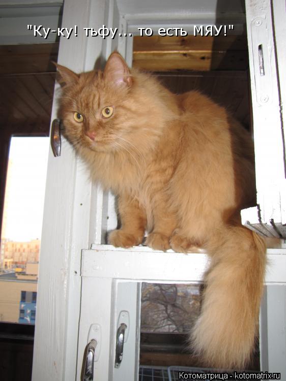 Котоматрица: "Ку-ку! тьфу... то есть МЯУ!"