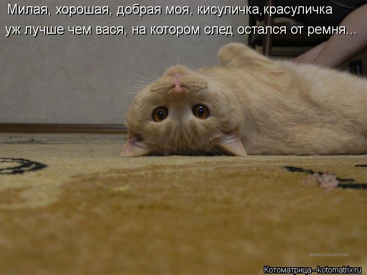 Котоматрица: Милая, хорошая, добрая моя, кисуличка,красуличка уж лучше чем вася, на котором след остался от ремня...