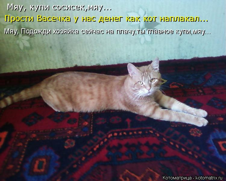 Котоматрица: Мяу, купи сосисек,мяу... Прости Васечка у нас денег как кот наплакал... Мяу, Подожди хозяйка сейчас на плачу,ты главное купи,мяу...