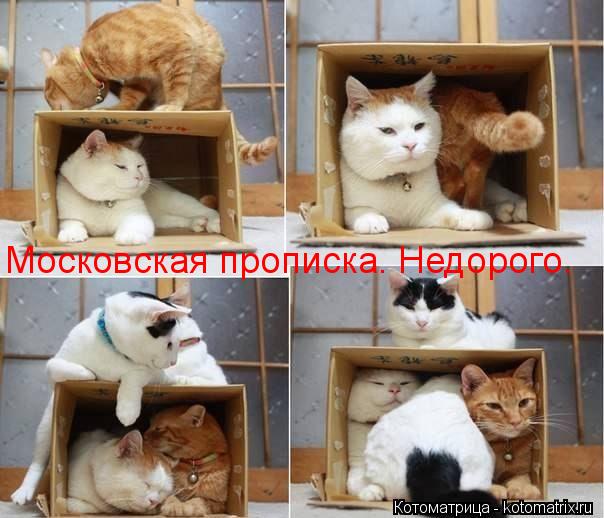 Московская прописка. Недорого.... Котоматрица: Московская прописка. Недорого.