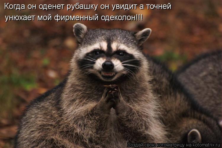 Котоматрица: Когда он оденет рубашку он увидит а точней унюхает мой фирменный одеколон!!!