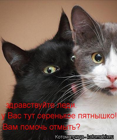 Котоматрица: здравствуйте леди. у Вас тут серенькое пятнышко! Вам помочь отмыть?