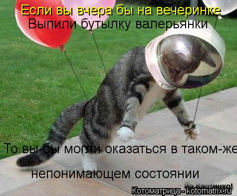 Котоматрица: Если вы вчера бы на вечеринке Выпили бутылку валерьянки То вы-бы могли оказаться в таком-же непонимающем состоянии