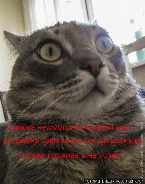 Котоматрица: хозяйка не смотрите на меня так! это рыбка сама мне в рот запрыгнула! я даже проживать не успел!