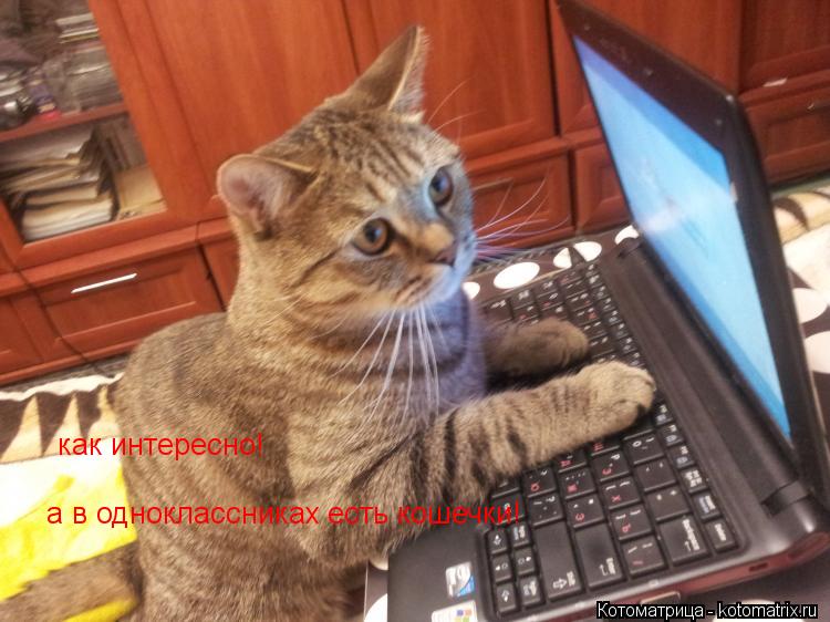 Котоматрица: как интересно! а в одноклассниках есть кошечки!