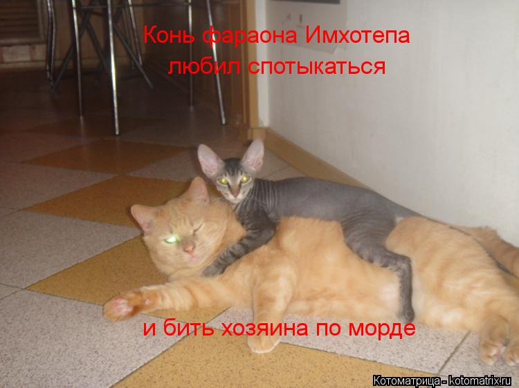 Котоматрица: Конь фараона Имхотепа любил спотыкаться и бить хозяина по морде