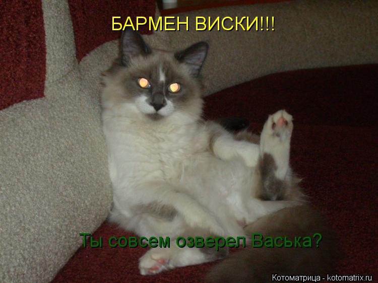 Котоматрица: БАРМЕН ВИСКИ!!! Ты совсем озверел Васька?