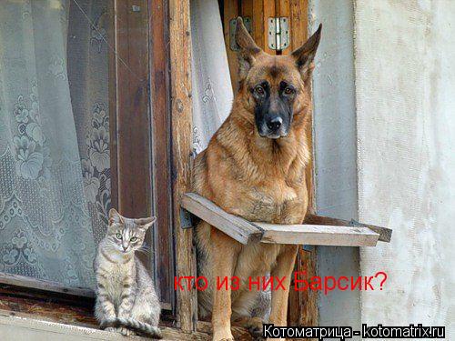 Котоматрица: кто из них Барсик?