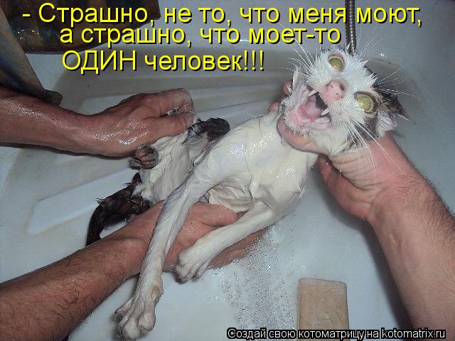 Котоматрица: - Страшно, не то, что меня моют, а страшно, что моет-то  ОДИН человек!!!