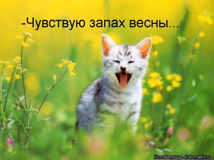 Котоматрица: -Чувствую запах весны...